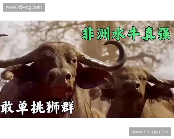 巴西绿茵之魂:当“北境之狮”遭遇“百年老店”,累体育vs庞普雷塔的激情碰撞 巴西绿茵之魂:当“北境之狮”遭遇“百年老店”,累体育vs庞普雷塔的激情碰撞